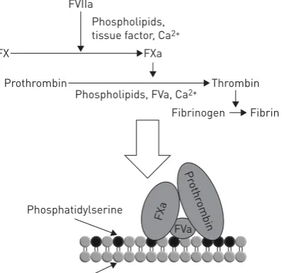 FIGURE 1 Schematic representations of a) the three types of extracellular vesicles and b) microparticle generation in more detail.