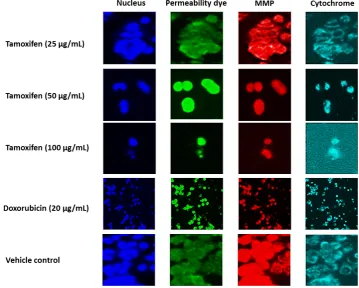 Figure 4. Multiparameter cytotoxicity analysis of MCF7 cells treated with tamoxifen. MCF7: breast cancer cell line; MMP: mitochondrial membrane potential