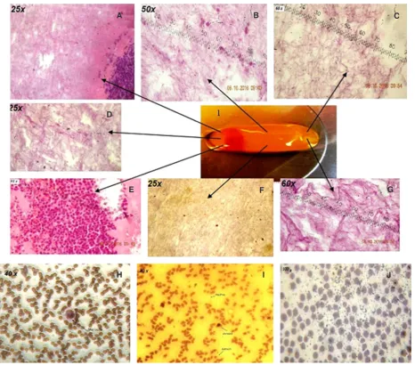 Table 1: Comparison of membranes obtained from human blood and from equine blood (average ± SD)