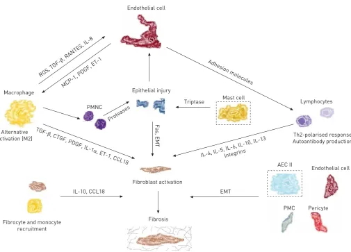 FIGURE 2 Cellular players and molecules in idiopathic pulmonary fibrosis (IPF) and systemic sclerosis-associated interstitial lung disease