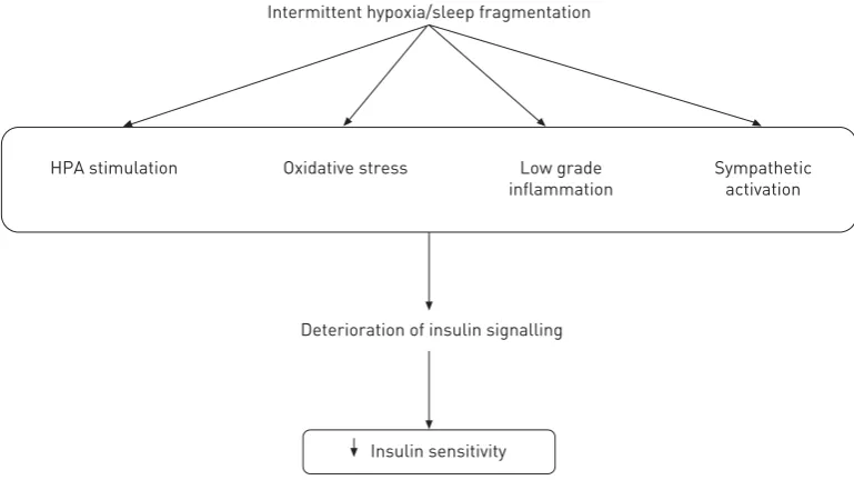 FIGURE 2 Intermediary mechanisms implicated in the deterioration of insulin sensitivity in obstructive sleep apnoeapatients