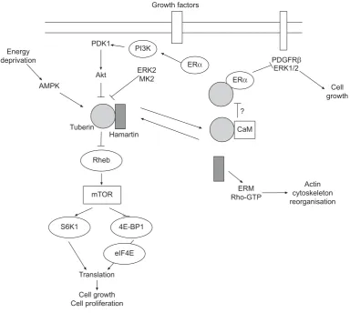 FIGURE 3. Schematic representation of the signalling transduction pathways involving the tuberous sclerosis proteins, hamartin and tuberin