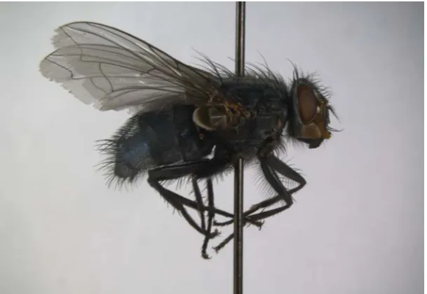 Figure 2  Calliphora vicina: Common name: European blue bottle fly. Adult in lateral view 