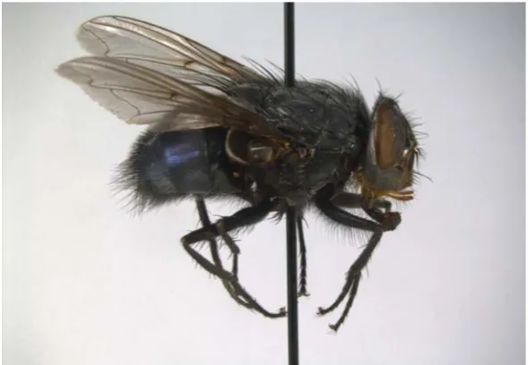 Figure 3  Calliphora vomitoria: Common name: Holarctic blue blow fly. Adult in lateral view 