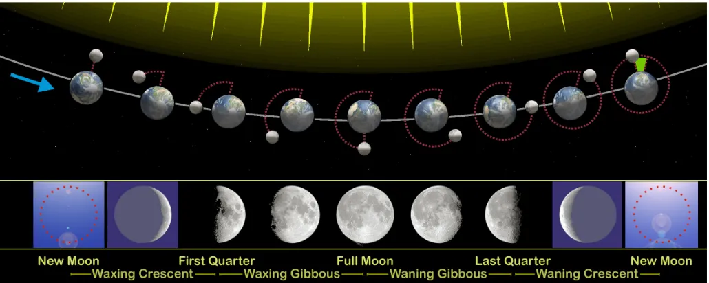 Figure 4 - Phases   of   the   Moon.                                                                                             Source:   https://commons.wikimedia.org/wiki/File:Moon_phases_en.jpg                                                                                                                                          Permission:   CC-­‐BY-­‐SA   3.0               Author:   Orion   8               