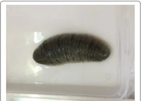 Fig. 2 Adult Holothuria scabra was obtained from the Coastal Fishery Research and Development Center, Prachuap Khiri Khan Province, Thailand