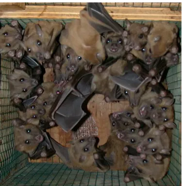 Figure 3.3: A colony of bats roosting where the picture is taken from below with the bats hanging upside down (Airas, 2003)