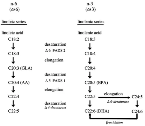 Figure 2Desaturation and elongation ofacids. The enzymes ω-3 and ω-6 fatty Δ6 desaturase and Δ5 desaturase areencoded by FADS2 and FADS1, respectively