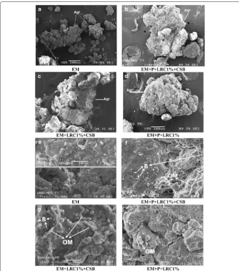 Fig. 1 Scanning electronic microscopy images of EM aggregates with an addition of LRC and CSB