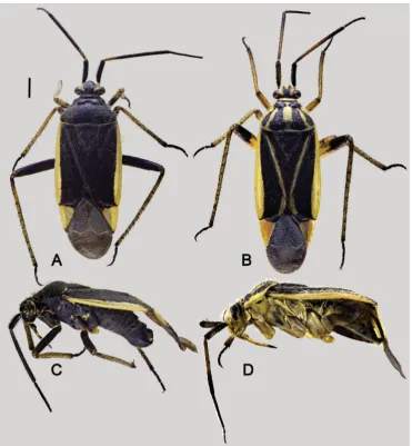 Fig. 1. Habitus photographs of Brachycoleus medes sp. nov. A, C – male; B, D – female