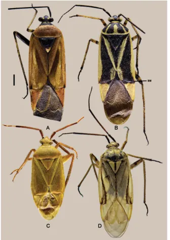 Fig. 4. Dorsal habitus photographs. A – Bra-chycoleus thoracicus Puton, 1892; B – B. steini Reuter, 1877; C – B