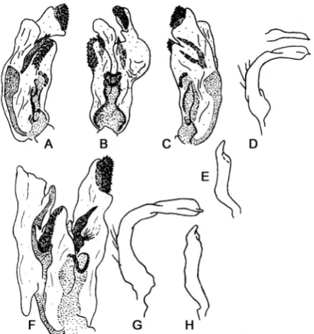 Fig. 6. Male genitalia. A–E – Brachycoleus pilicornisF–H –  (Panzer, 1805); B. decolor Reuter, 1887; A, B, C, F – endosome different views; D, G – left paramere; E, H – right paramere (after ROSENZWEIG 1997).