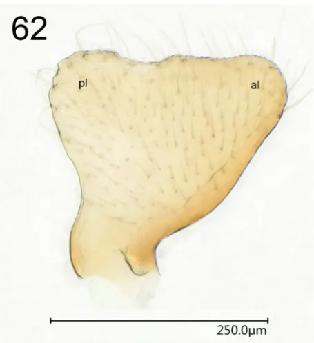 Fig. 62. Symphylax handschini kinabaluensis subsp. nov., holotype, left paramere, inner view