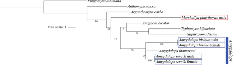 Fig. 31. Maximum likelihood tree outlining similarities of Amygdalops species and Marshallya platythorax based on the barcode region of COI.