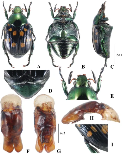 Fig. 2. Glenopopillia albopilosapygidium; E – head and pronotum; F–H – aedeagus: F – dorsal view, G – ventral view, H – right lateral view; I – lateral margin of elytra