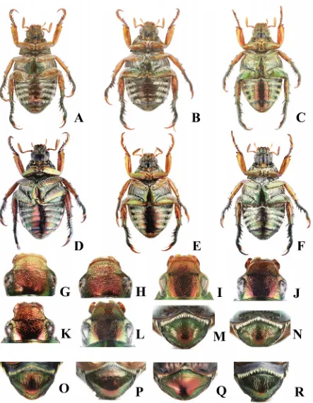 Fig. 4. Details of GlenopopilliaN – . A–F – habitus, ventral view; G–L – head; M–R – propygidium and pygidium