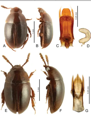 Fig. 5. Habitus and genitalia of Chilean Leiodinae. A–D – Neohydnobius irregularis– female paratype)