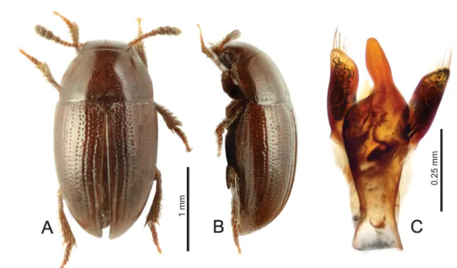 Fig. 6. Hydnodiaetus brunneus Jeannel, 1962, male specimen from PN Nahuelbuta. A – body in dorsal view; B  –  body in lateral view; C – aedeagus in dorsal view.