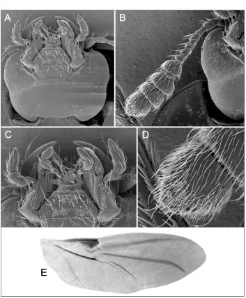 Fig. 2. Anaballetus chilensis gen. & sp. nov., paratypes (A–D – male; E – female). A – head in ventral view; B – antenna, ventral view; C – detail of mouthparts; D – detail of antennomere 11 in ventral view; E – hind wing