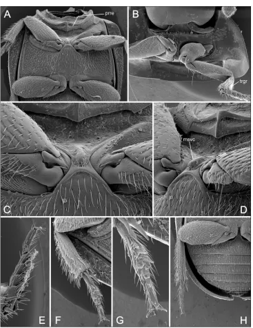 Fig. 3. Anaballetus chilensis gen. & sp. nov., male paratype. A – meso- and metathorax in ventral view; B – prothorax and anterior leg; C–D – detail of median part of meso- and metaventrite (C – ventral view; D – ventrolateral view); E – protarsus; F – mes