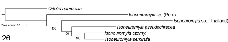 Fig. 26. Phylogenetic tree based on 3 mitochondrial gene markers (12S, COI, cytb) outlining relationships among all three European species of Isoneuromyia Brunetti, 1912.
