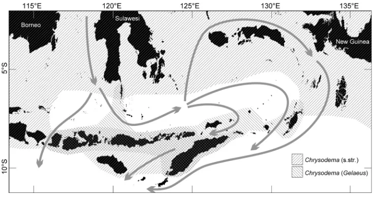 Fig. 72. Distribution of the subgenus Gelaeusin Indonesia. Gray arrows indicate main sea currents from the Makassar Straits (redrawn after G Waterhouse, 1905 and Chrysodema s