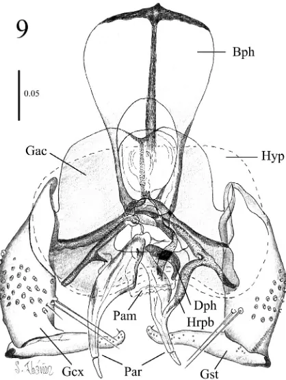 Fig. 9. Balbagathis janjezeki sp. nov., male, holotype. Terminalia, epandrium retired