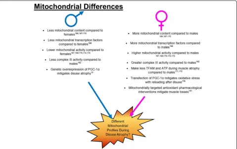 Fig. 3 Summary of current data on mitochondrial differences between males and females as well as mitochondrial interventions fordisuse atrophy