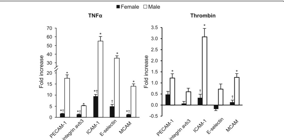 Fig. 4 Fold increase in release of MV from male (open bars) and female (black bars) HBMEC expressing cell adhesion molecules following stimulationunstimulated (control) conditions from 4 to 5 separate sets of experiments per condition