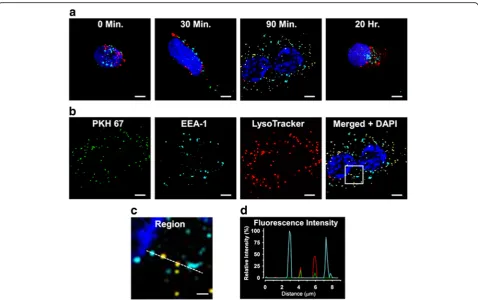 Fig. 5 Confocal micrographs of internalization of MV derived from unstimulated HBMEC by sex-matched unstimulated HBMEC