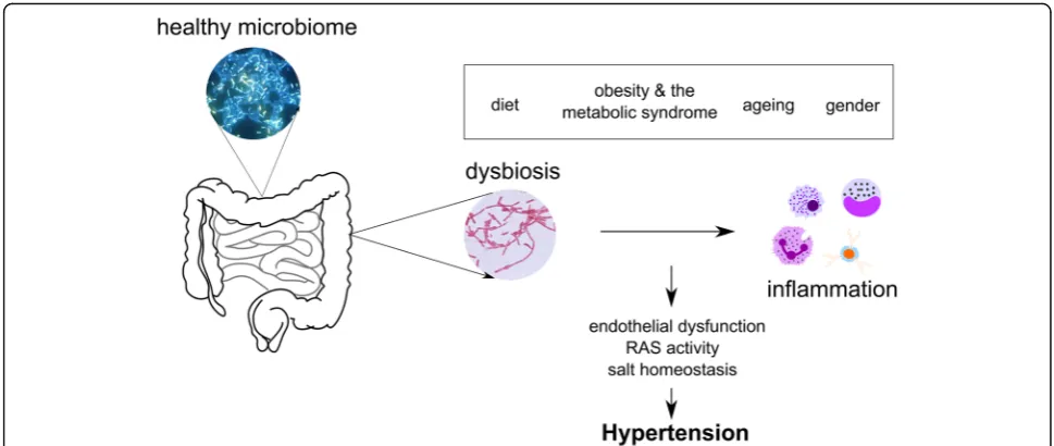Fig. 2 Mechanisms behind the relationship between the intestinal microbiome and hypertension