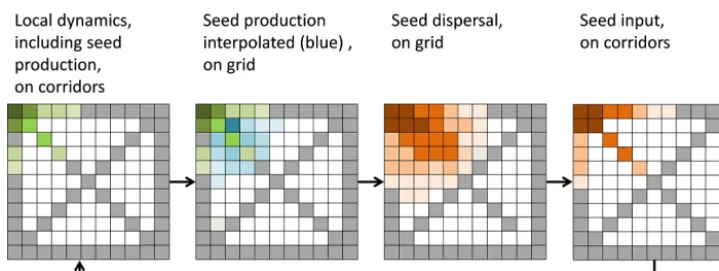 Figure 3. Example of a simulated grid with transects (grey). In each time step the local vegetation dynamics, including the seed production(green), is calculated on the transects