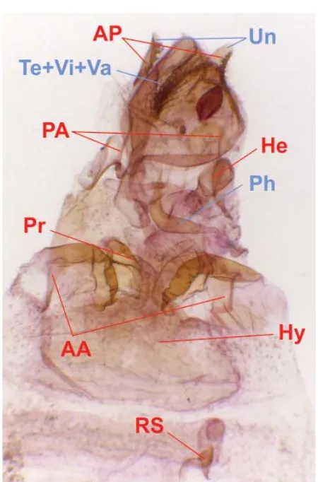 Fig. 2. The gynandromorph specimen (male parts marked in blue, female parts marked in red)