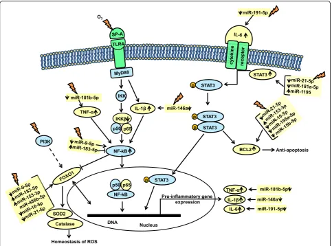 Fig. 8 Schematic representation for the role of miRNAs in mediating regulation of pathways involved in anti-apoptotic, inflammatory, and reactiveoxygen species on AM of SP-A2 mice compared to KO mice in response to O3