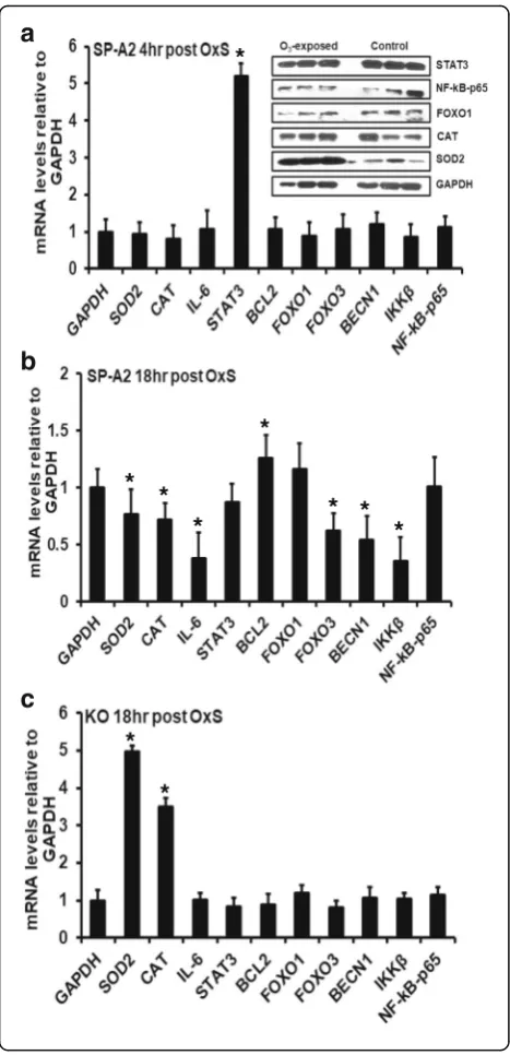 Fig. 5 Effect of Oand CAT were significantly increased (while the levels of other mRNAs did not change significantlycompared to FA