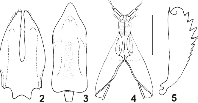 Fig. 1. Lamiogethes socotranus sp. nov. 1 – habitus of a male paratype (Body length: 2.4 mm).