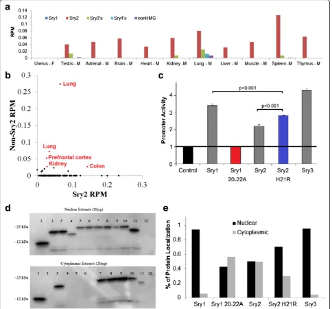 Fig. 4 Expression and function of Sry copies. a Analysis of Sry transcripts (as reads per million sequence reads that contain identifying SNP) fromthe Rat BodyMap datasets for multiple tissues of males and a control female uterus tissue