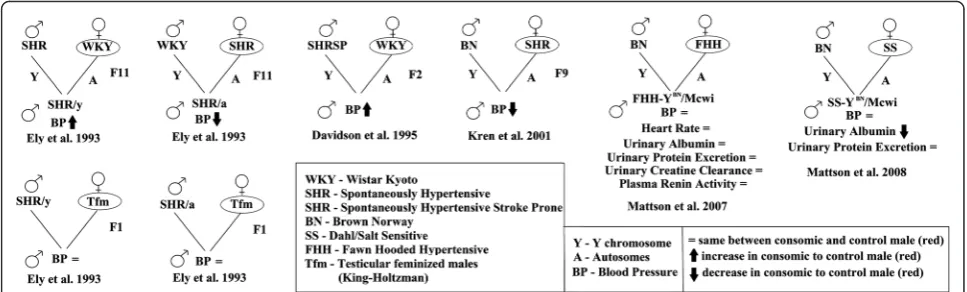 Fig. 1 MSY consomic rats that have been generated. Crosses of male (strains. Abbreviations for rat strains are shown in therelative to a male from the strain designated in a circle