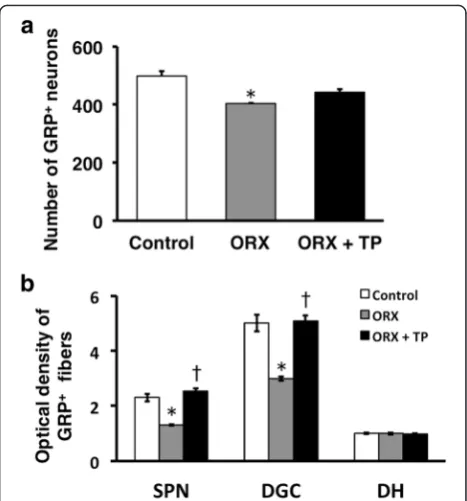 Fig. 4 Neonatal castration demasculinizes the spinal GRP system.Effects of the androgen surge on neonatal development of the spinalGRP system in males (left panels)