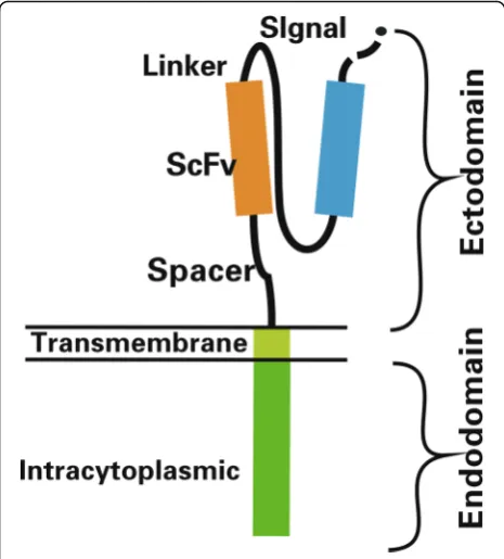 Fig. 2 Evolution of chimeric antigen receptor (CAR) from the first generation to the fourth generation