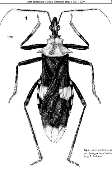 Fig. 1. Censorinus karinae sp. 