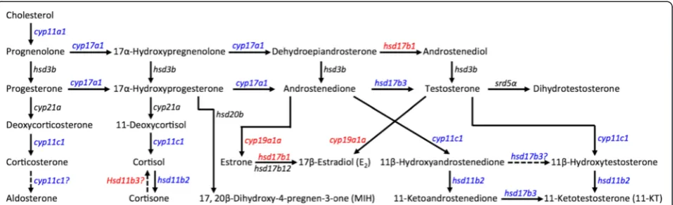 Fig. 7 Postulated pathways of steroidogenesis in the gonad (adapted from [118, 178, 179])