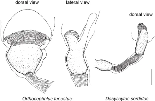Fig. 3. Orthocephalus funestus Jakovlev, 1881: dorsal and lateral view of distal part of ductus seminis