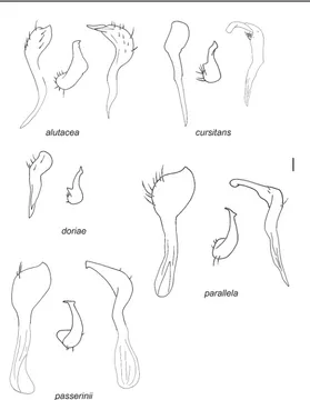 Fig. 5. Parameres: Pachytomella alutacea (Puton, 1874), P. cursitans Reuter, 1905, P. parallela (Meyer-Dür, 1843), and P