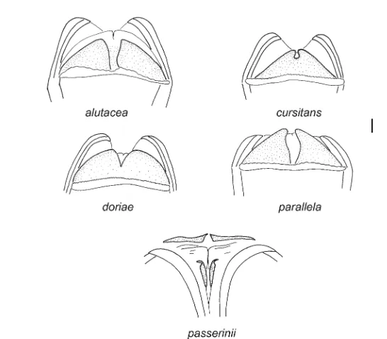 Fig. 7. Posterior wall of bursa copulatrix: Pachytomella alutacea (Puton, 1874), P. cursitans Reuter, 1905, P