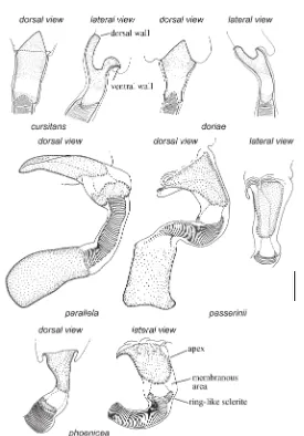 Fig. 2. Ductus seminis. Pachytomella cursitans Reuter, 1905 and P. doriae (Reuter, 1884): dorsal and lateral views of distal part of ductus seminis; P