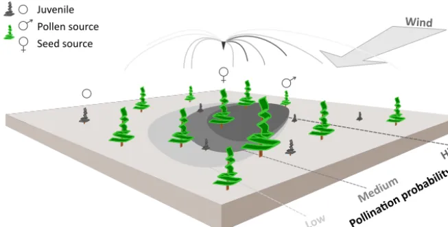 Figure 1. Schematic representation of wind pollination as newly implemented in the LAVESI-WIND model