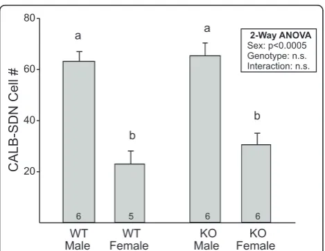 Figure 4 Mean (± SEM) number of cells in the calbindin-immunoreactive sexually dimorphic nucleus in the preopticarea (CALB-SDN) of wild-type (WT) and Bax knockout (KO)males and females