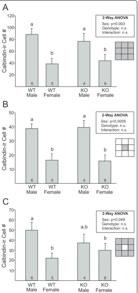 Figure 5 Grid analysis of calbindin-immunoreactive (ir) cells in