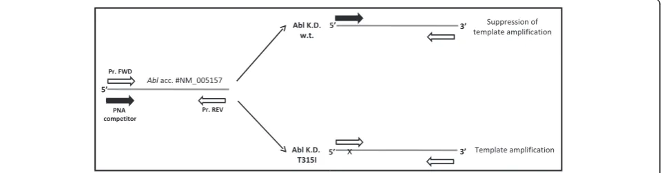 Fig. 2 Abl kinase domain T315I point mutation detection analysis by PNA directed PCR clamping